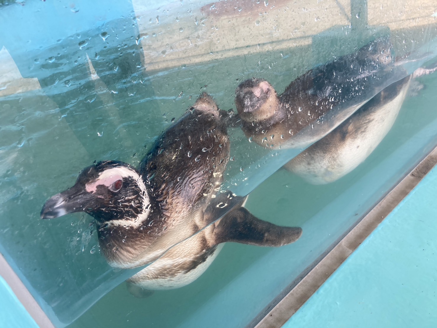 海に浮かぶ水族博物館